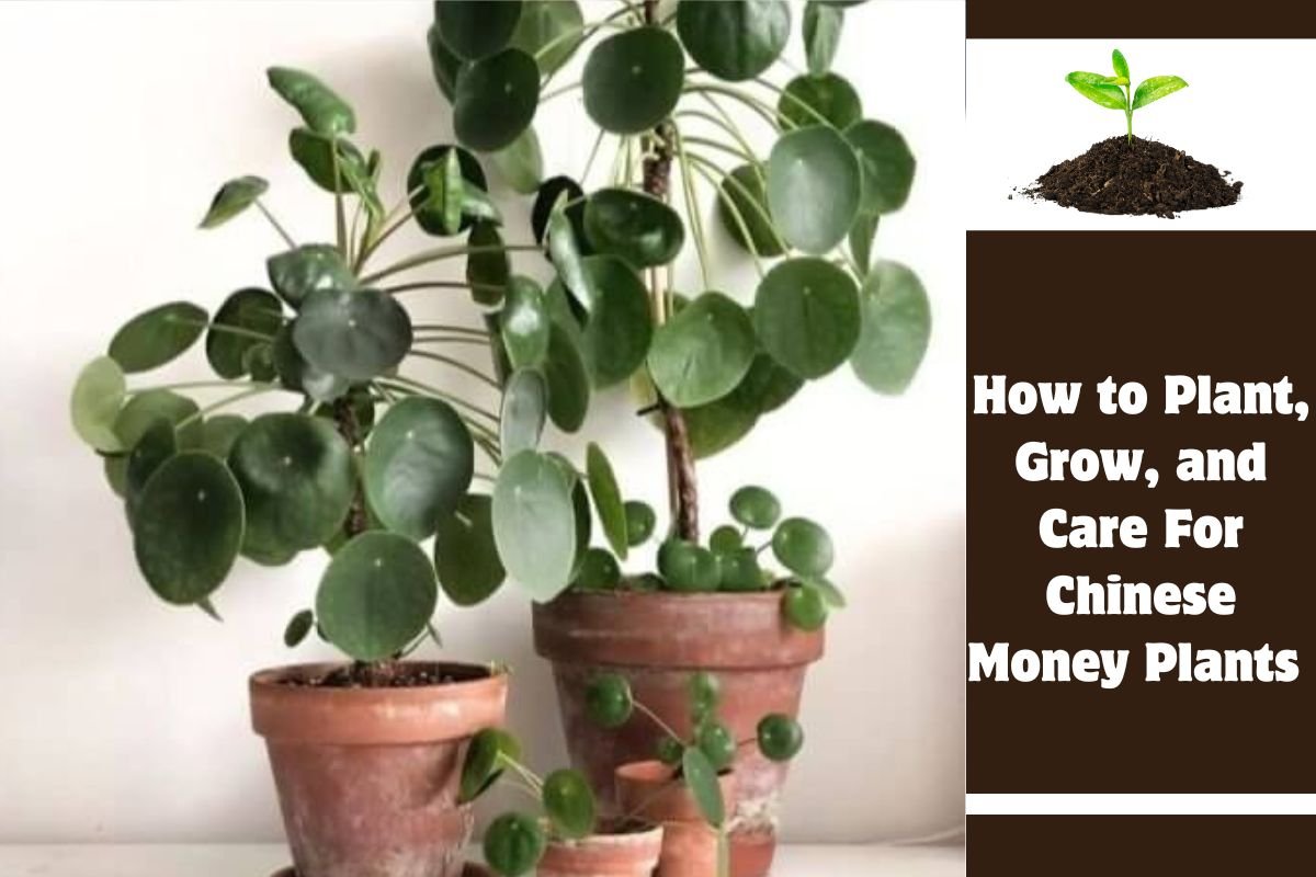 How to Plant, Grow, and Care For Chinese Money Plants