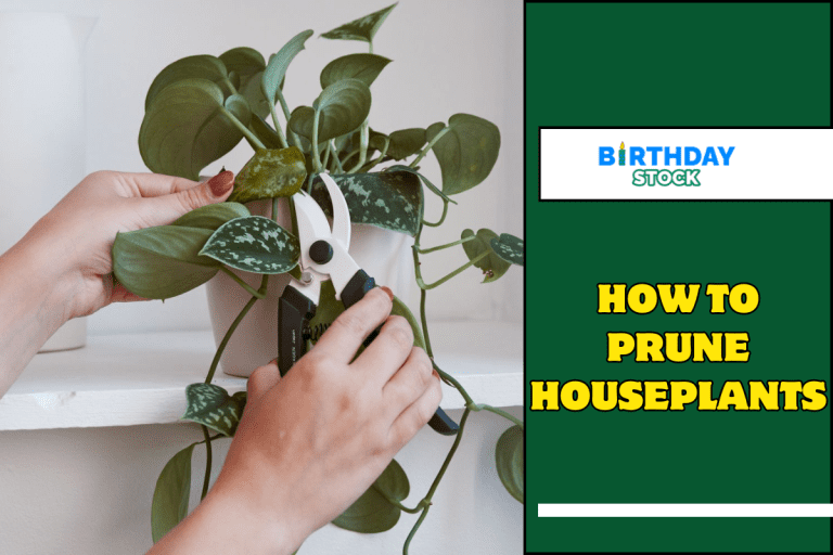 How to Prune Houseplants