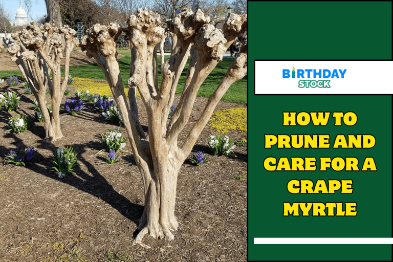 How to Prune and Care for a Crape Myrtle