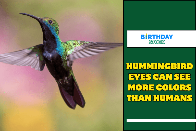 Hummingbird Eyes Can See More Colors Than Humans
