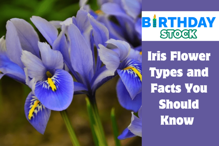 Iris Flower Types and Facts You Should Know 