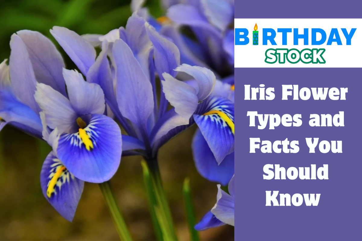 Iris Flower Types and Facts You Should Know 