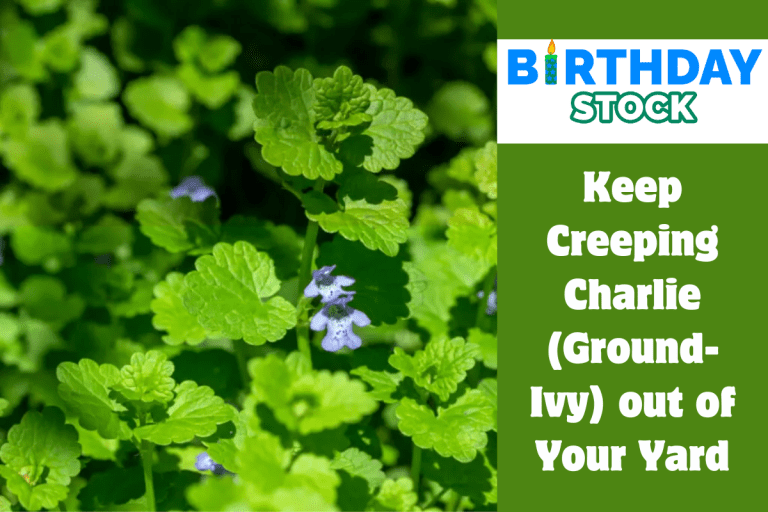 Keep Creeping Charlie (Ground-Ivy) out of Your Yard