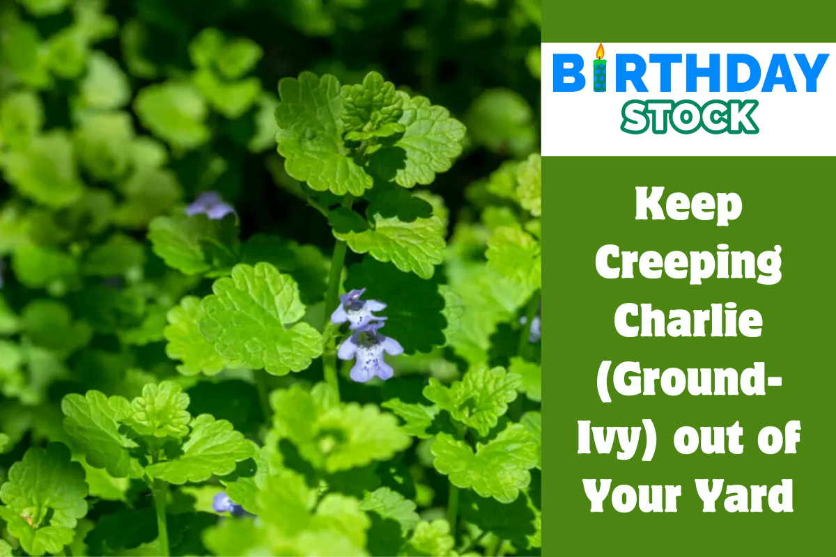 Keep Creeping Charlie (Ground-Ivy) out of Your Yard