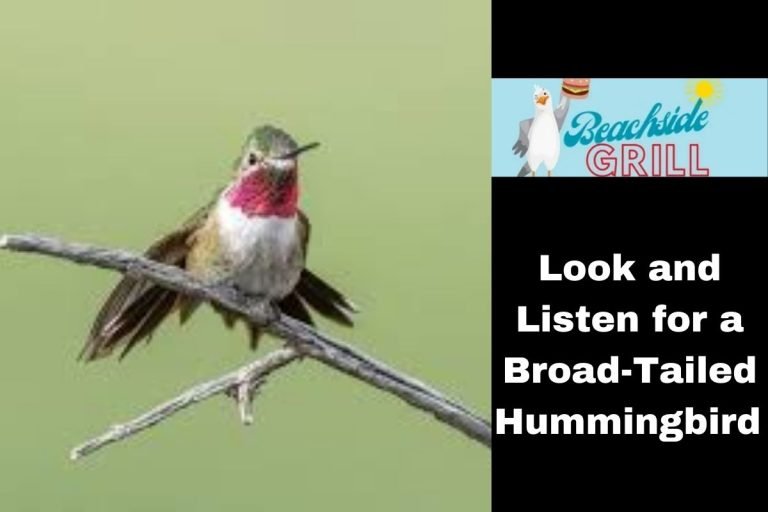 Look and Listen for a Broad-Tailed Hummingbird