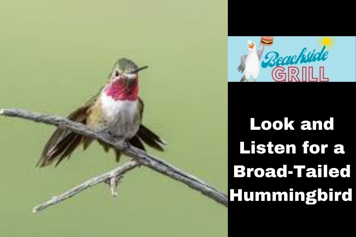 Look and Listen for a Broad-Tailed Hummingbird