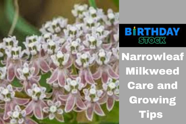 Narrowleaf Milkweed Care and Growing Tips