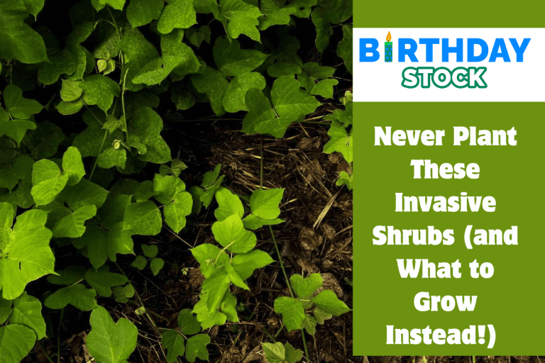 Never Plant These Invasive Shrubs (and What to Grow Instead!) 