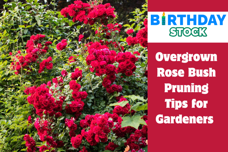 Overgrown Rose Bush Pruning Tips for Gardeners 