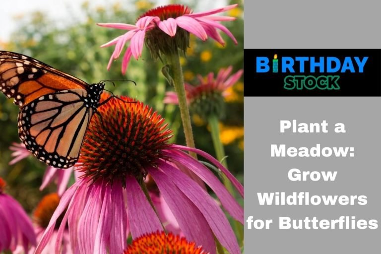 Plant a Meadow: Grow Wildflowers for Butterflies