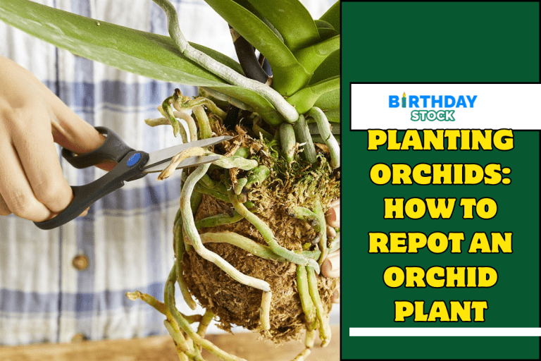 Planting Orchids How to Repot an Orchid Plant