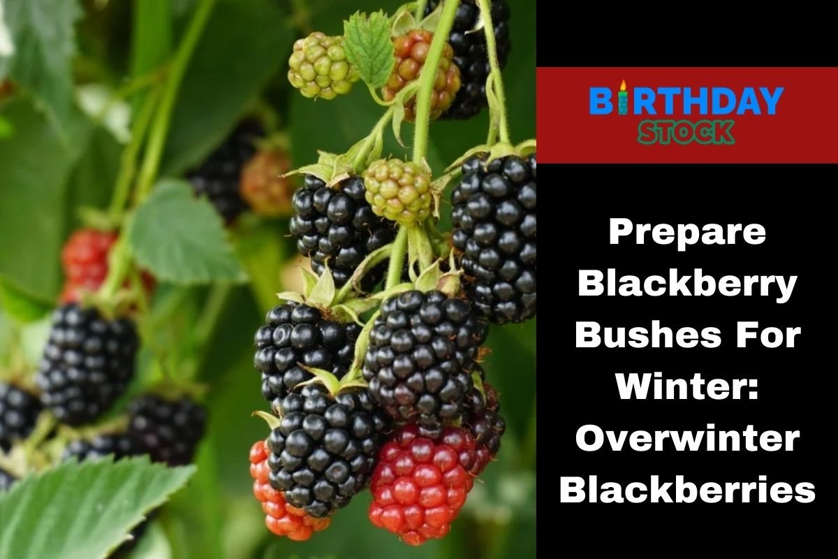 Prepare Blackberry Bushes For Winter: Overwinter Blackberries