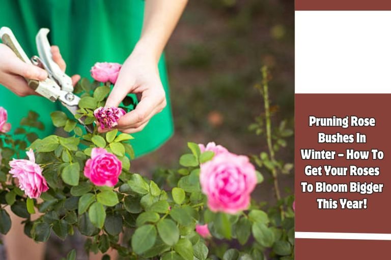 Pruning Rose Bushes In Winter – How To Get Your Roses To Bloom Bigger This Year!