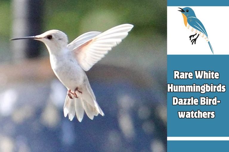 Rare White Hummingbirds Dazzle Bird-watchers