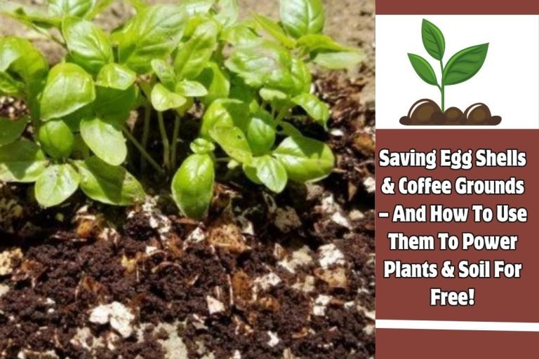 Saving Egg Shells & Coffee Grounds – And How To Use Them To Power Plants & Soil For Free!