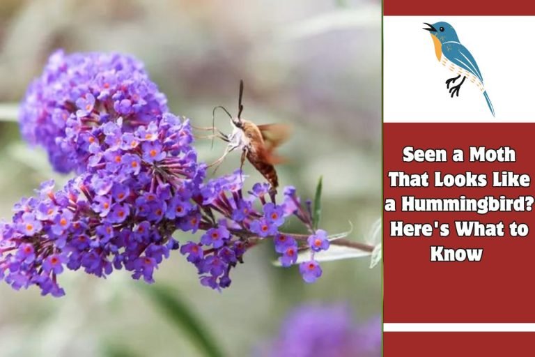 Seen a Moth That Looks Like a Hummingbird Here's What to Know