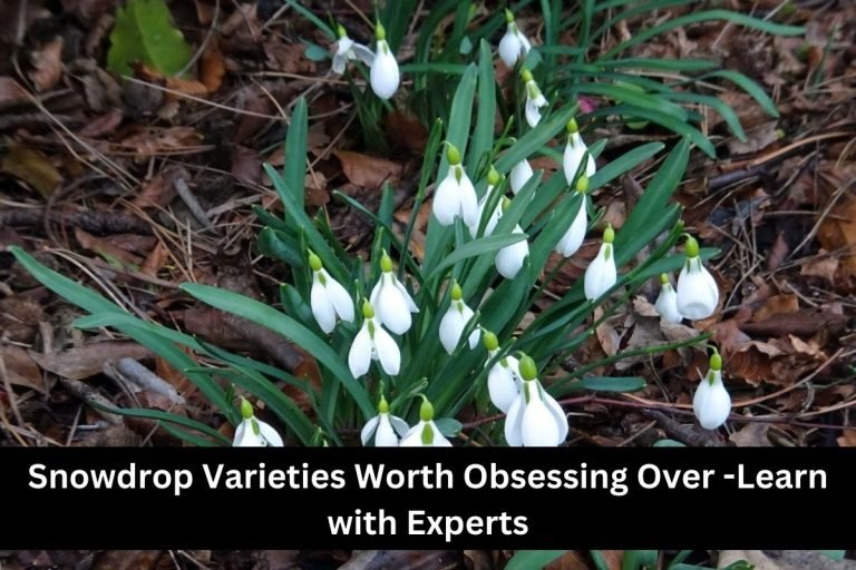Snowdrop Varieties Worth Obsessing Over -Learn with Experts