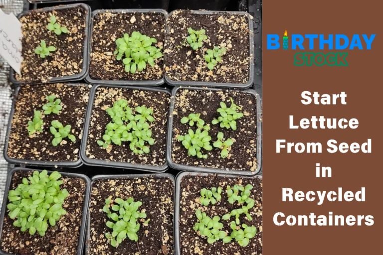 Start Lettuce From Seed in Recycled Containers