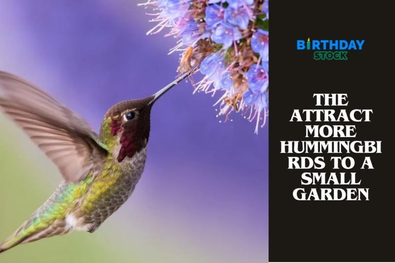 The Attract More Hummingbirds to a Small Garden