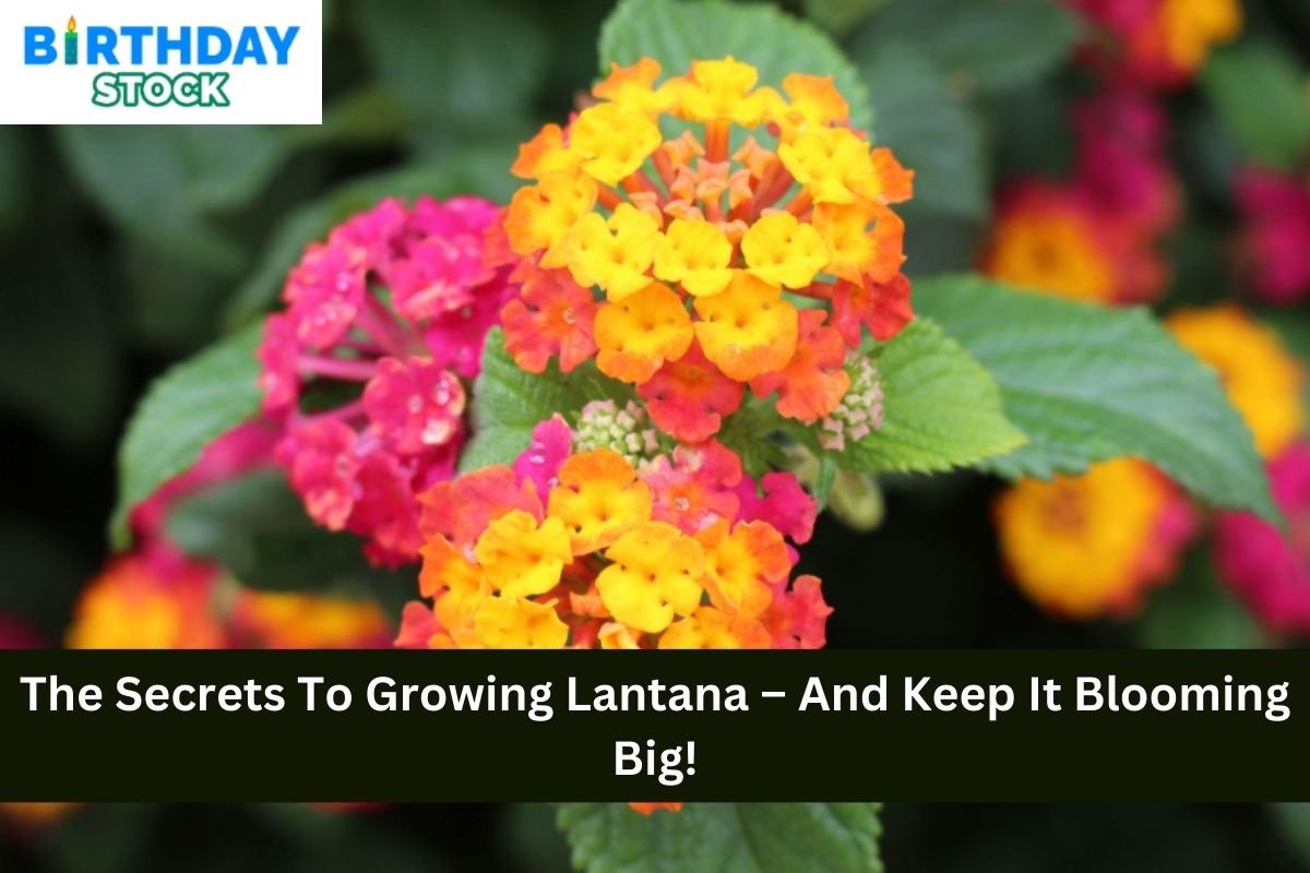 The Secrets To Growing Lantana – And Keep It Blooming Big!