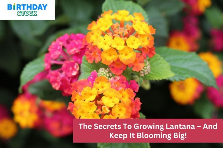 The Secrets To Growing Lantana – And Keep It Blooming Big!