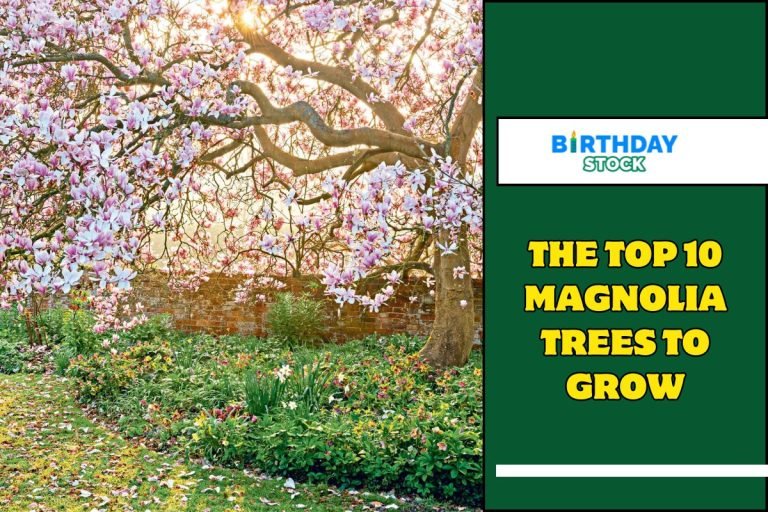 The Top 10 Magnolia Trees To Grow