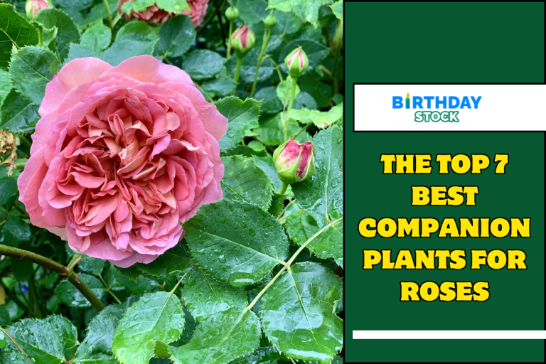 The Top 7 Best Companion Plants for Roses