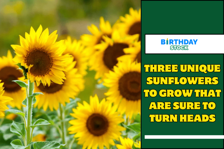 Three Unique Sunflowers To Grow That Are Sure To Turn Heads