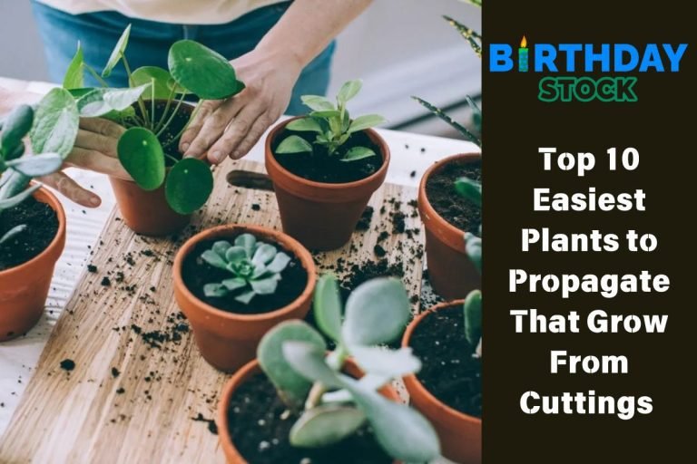 Top 10 Easiest Plants to Propagate That Grow From Cuttings