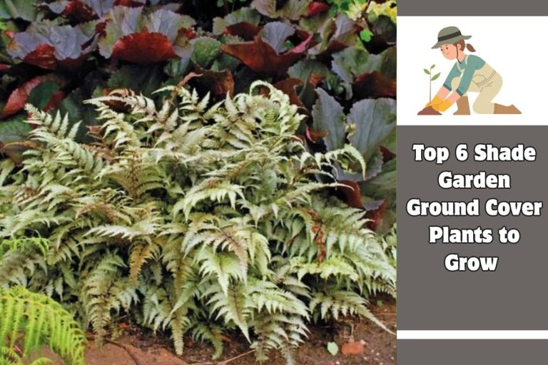 Top 6 Shade Garden Ground Cover Plants to Grow