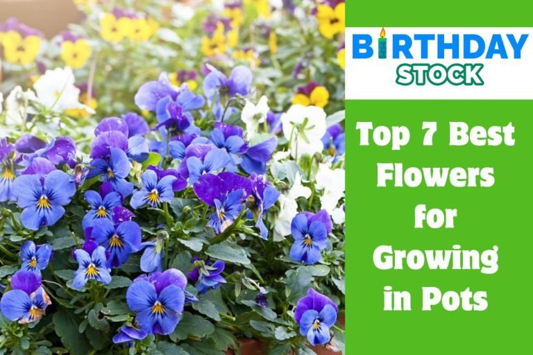 Top 7 Best Flowers for Growing in Pots