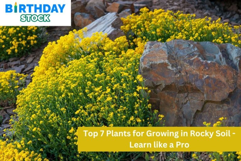 Top 7 Plants for Growing in Rocky Soil - Learn like a Pro