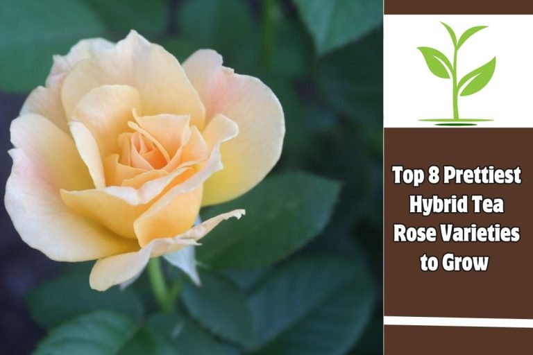 Top 8 Prettiest Hybrid Tea Rose Varieties to Grow