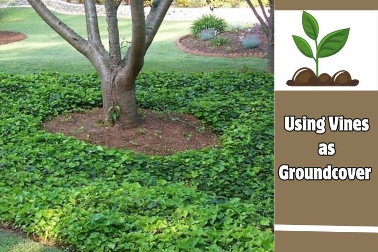 Using Vines as Groundcover