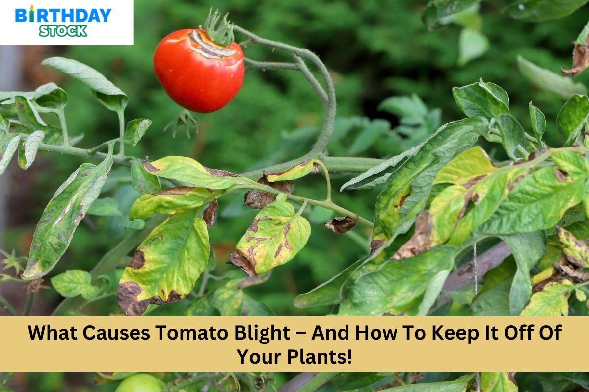 What Causes Tomato Blight – And How To Keep It Off Of Your Plants!