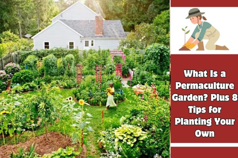 What Is a Permaculture Garden Plus 8 Tips for Planting Your Own