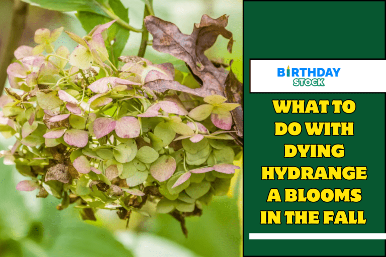 What To Do With Dying Hydrangea Blooms In The Fall