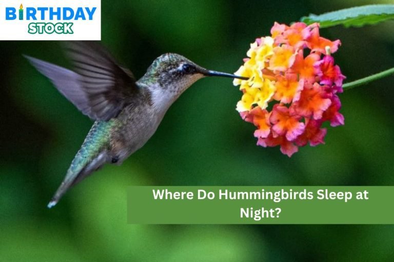 Where Do Hummingbirds Sleep at Night?
