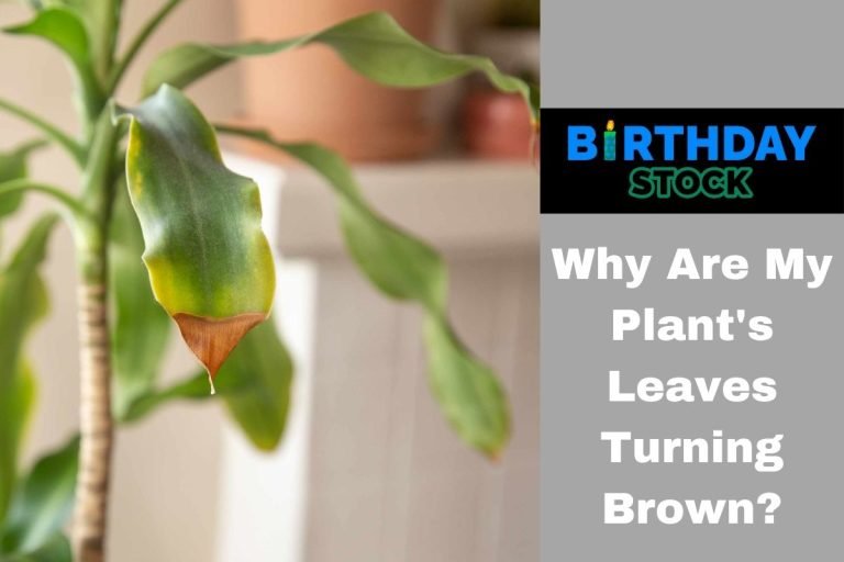 Why Are My Plant's Leaves Turning Brown