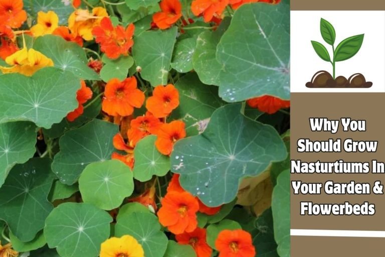 Why You Should Grow Nasturtiums In Your Garden & Flowerbeds