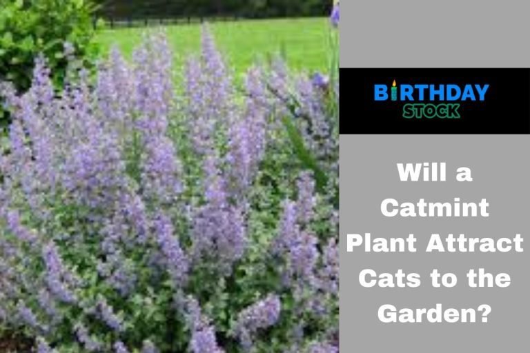 Will a Catmint Plant Attract Cats to the Garden