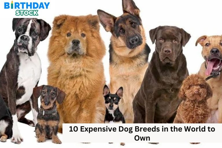 10 Expensive Dog Breeds in the World to Own