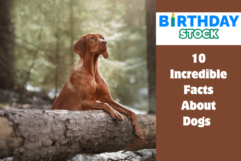 10 Incredible Facts About Dogs 