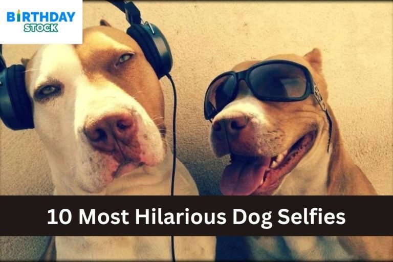 10 Most Hilarious Dog Selfies