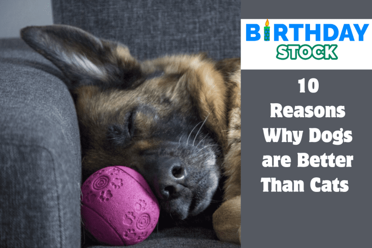 10 Reasons Why Dogs are Better Than Cats
