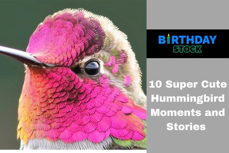 10 Super Cute Hummingbird Moments and Stories