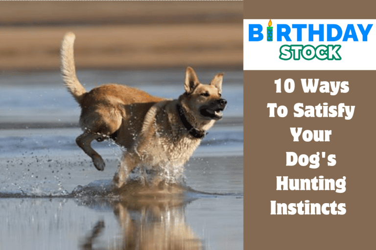 10 Ways To Satisfy Your Dog's Hunting Instincts 