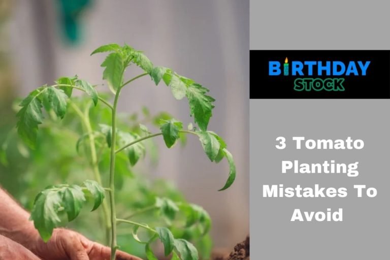 3 Tomato Planting Mistakes To Avoid