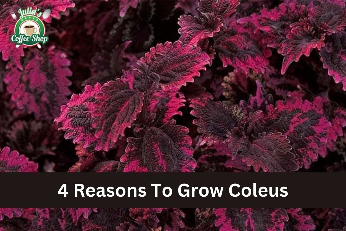 4 Reasons To Grow Coleus