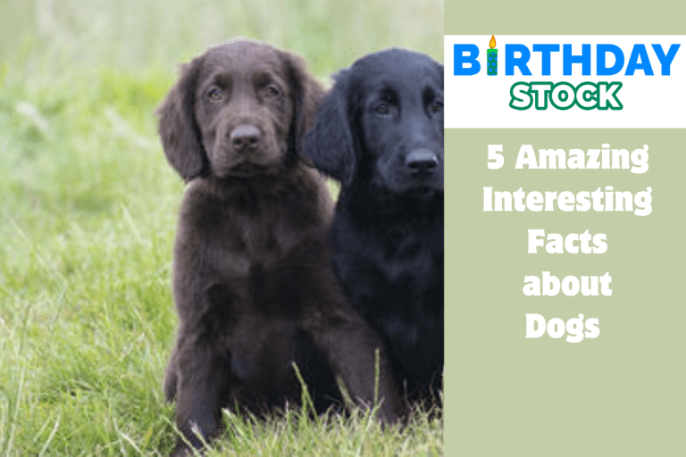 5 Amazing Interesting Facts about Dogs 